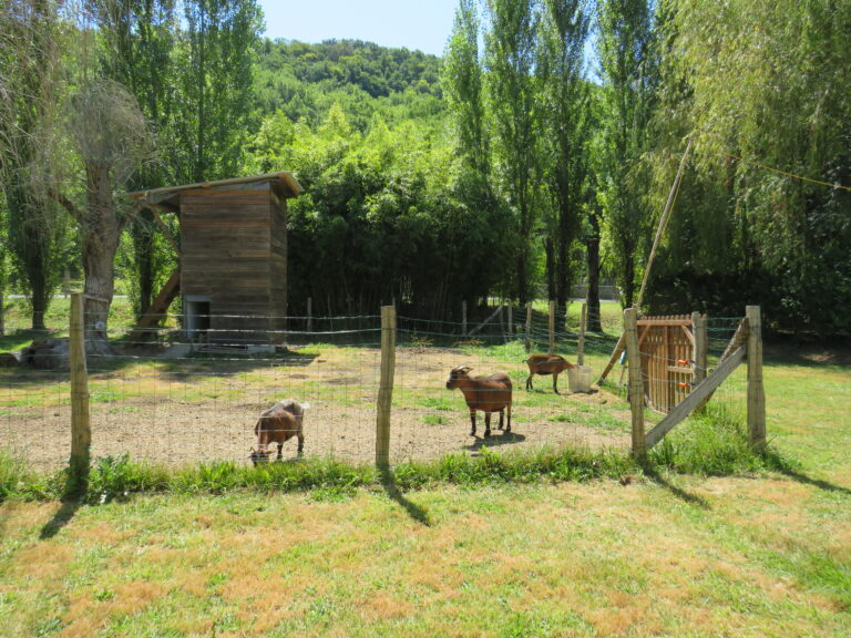 mini  ferme chèvres